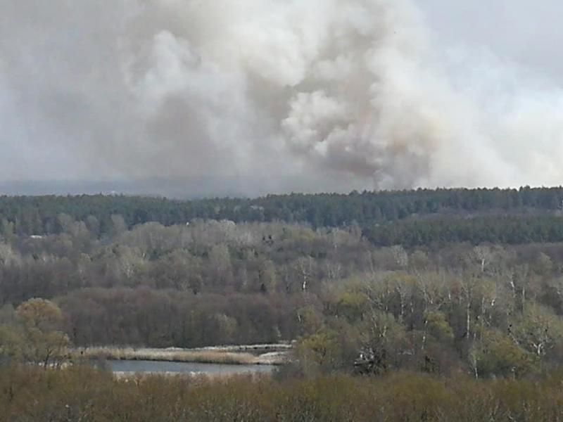 На Полтавщині палає сосновий ліс: горить близ - Лихачівка