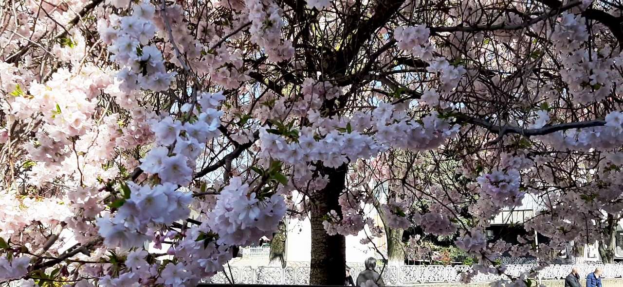 Мукачеве. Весна 2020 - Шенборн