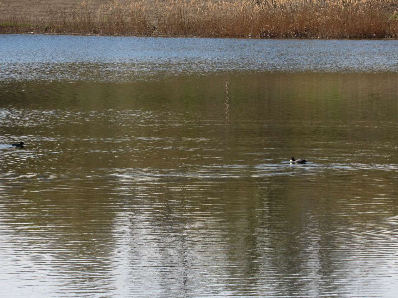 КАПУСТИНЕ - Капустине