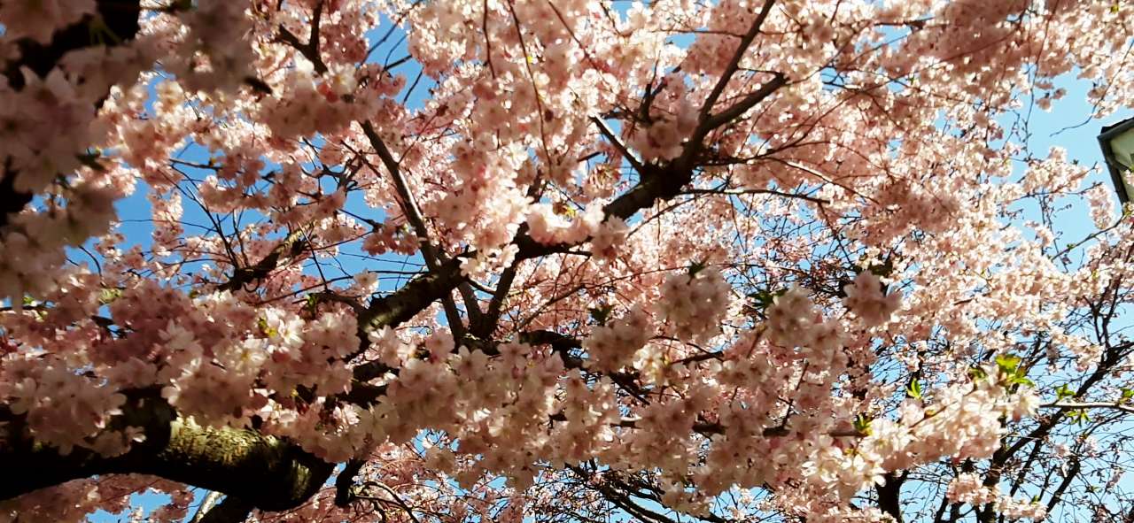 Мукачеве. Весна 2020 - Шенборн