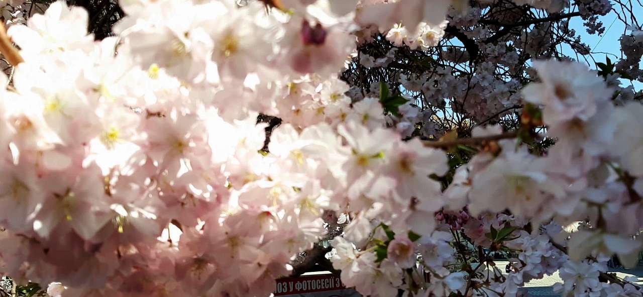 Мукачеве. Весна 2020 - Шенборн