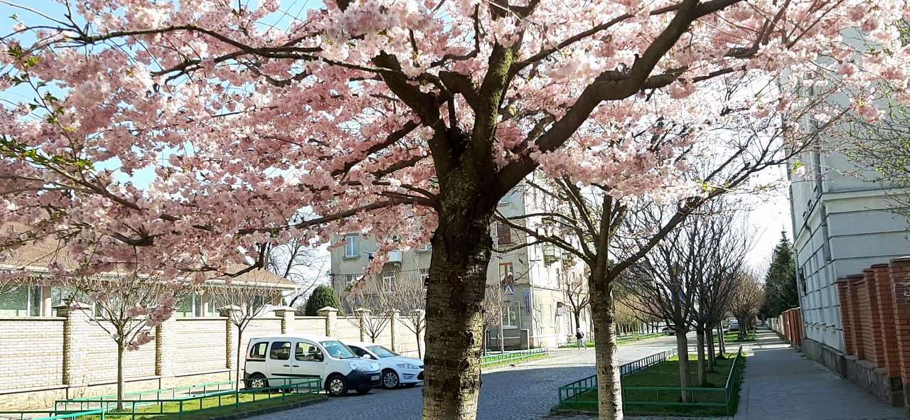 Мукачеве. Весна 2020 - Шенборн