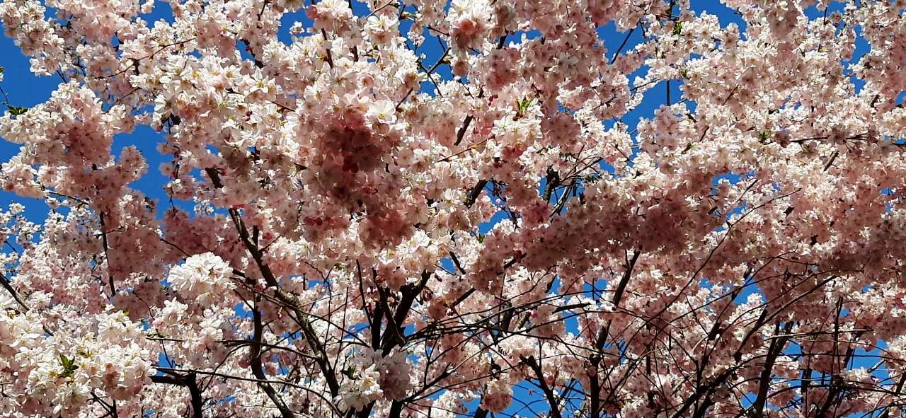 Мукачеве. Весна 2020 - Шенборн