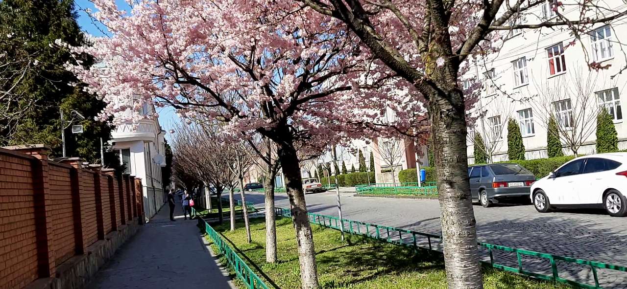 Мукачеве. Весна 2020 - Шенборн