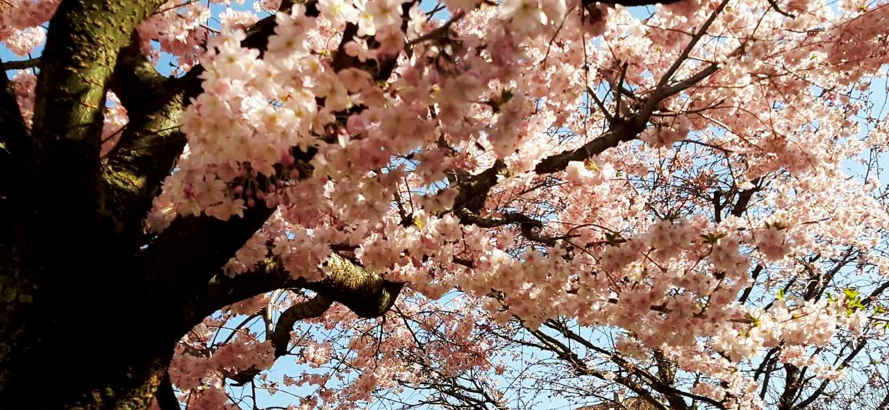 Мукачеве. Весна 2020 - Шенборн