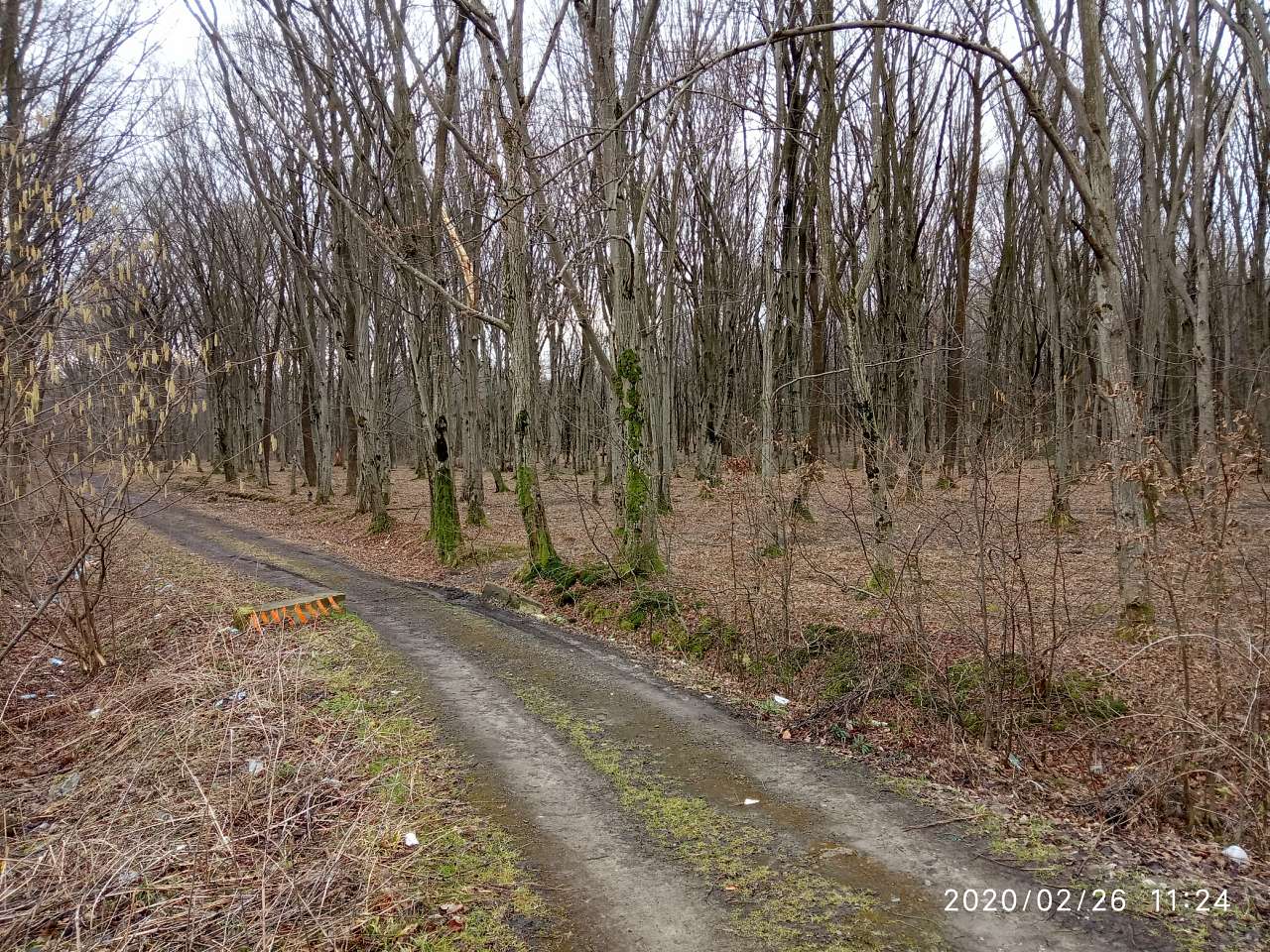 Ліс - Підгірці