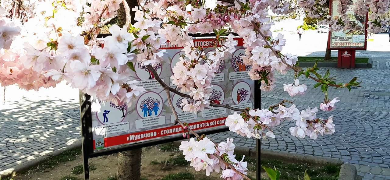 Мукачеве. Весна 2020 - Шенборн