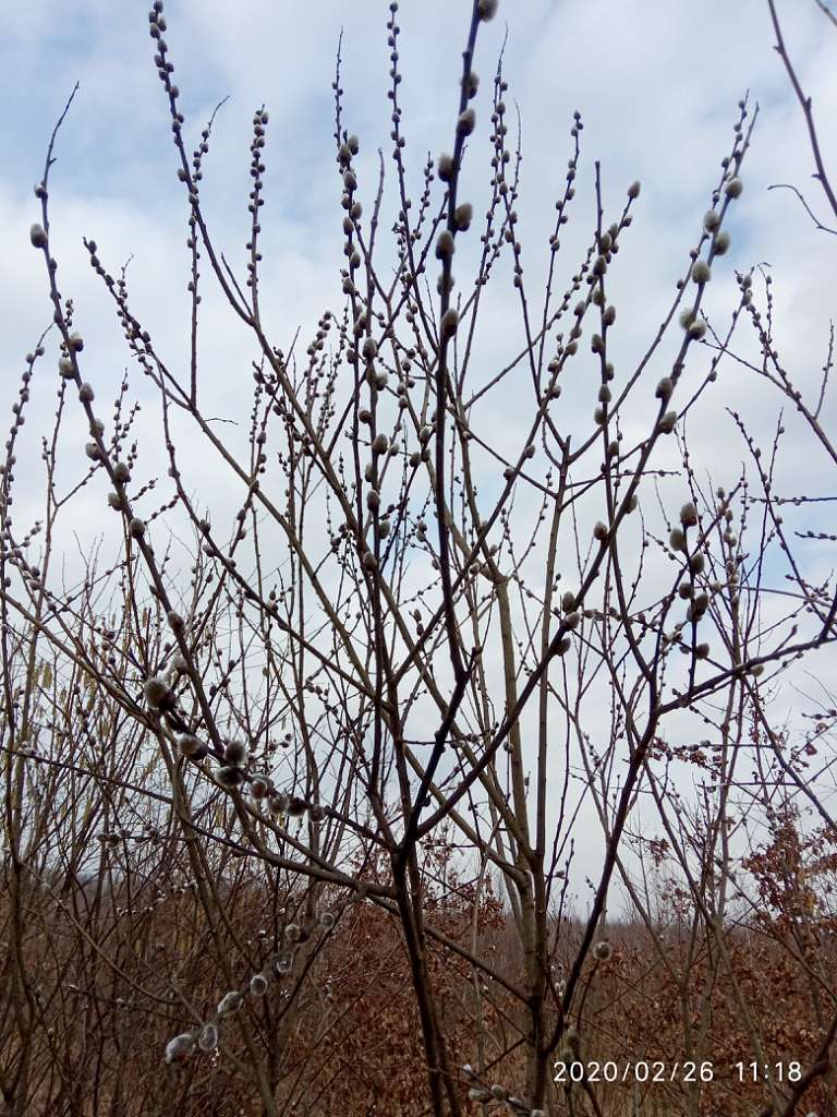 Краєвид - Олексичі