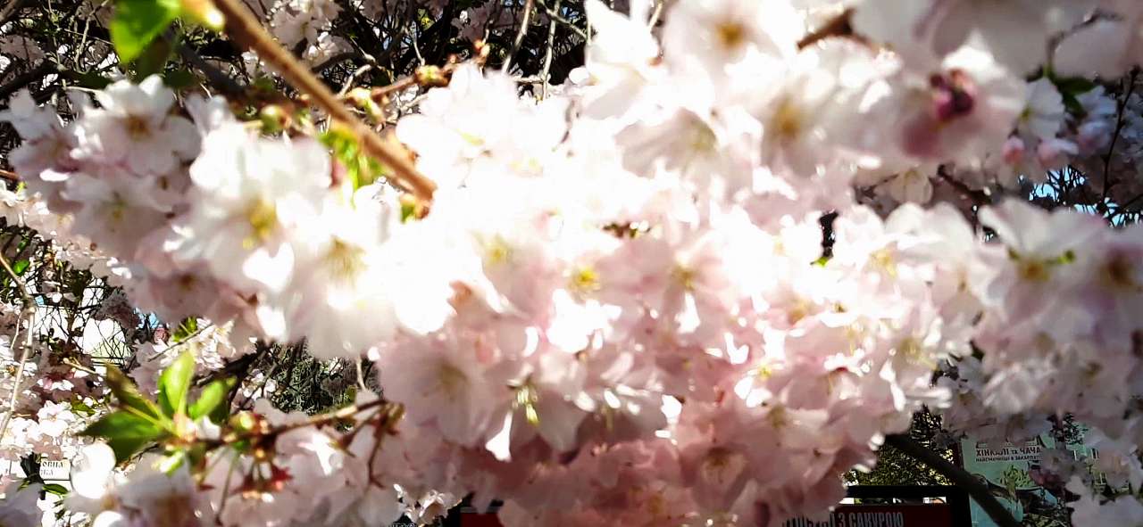 Мукачеве. Весна 2020 - Шенборн