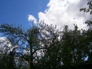 Папужинці у фотографіях