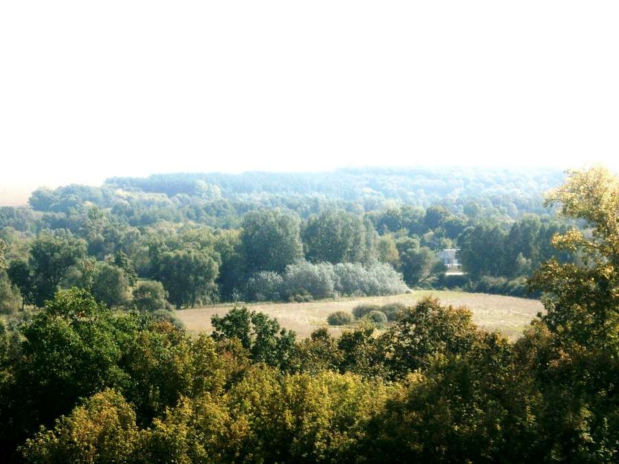 Терни з Інтернету - Терны