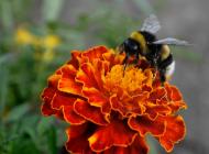 Нова Каховка