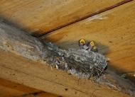 Нова Каховка