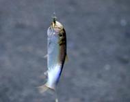 Нова Каховка