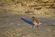 Нова Каховка