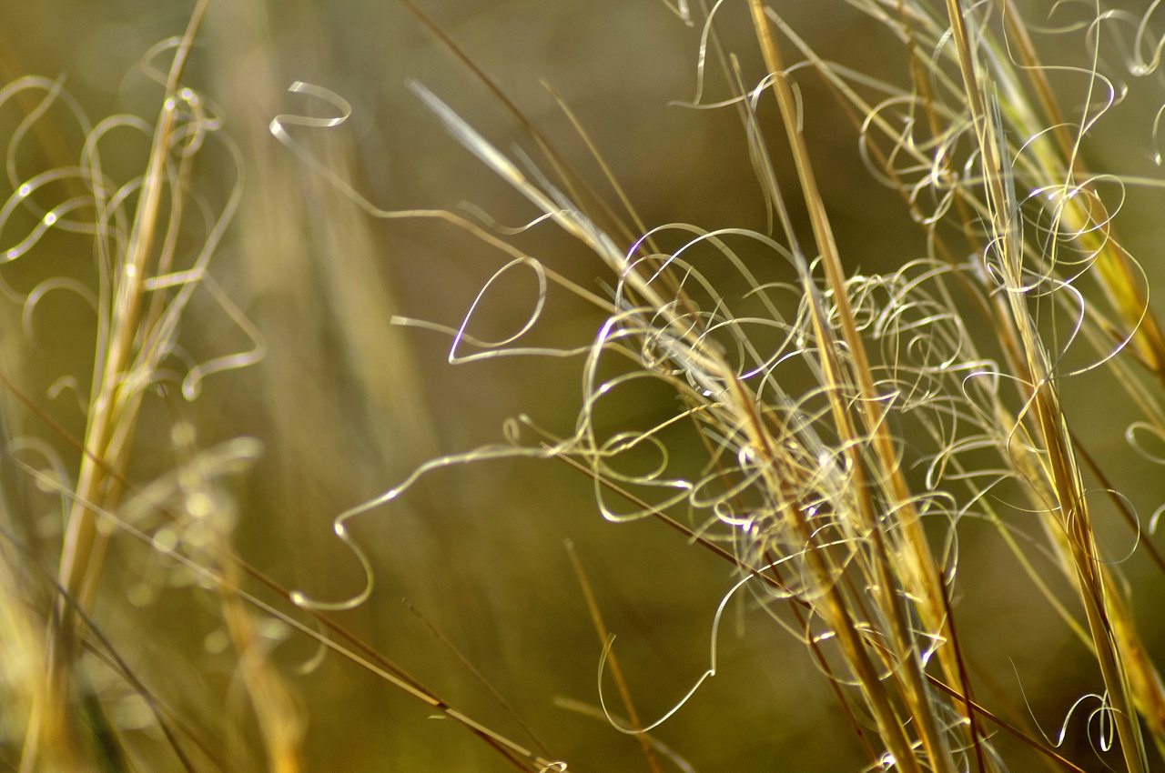 Милове - Милове