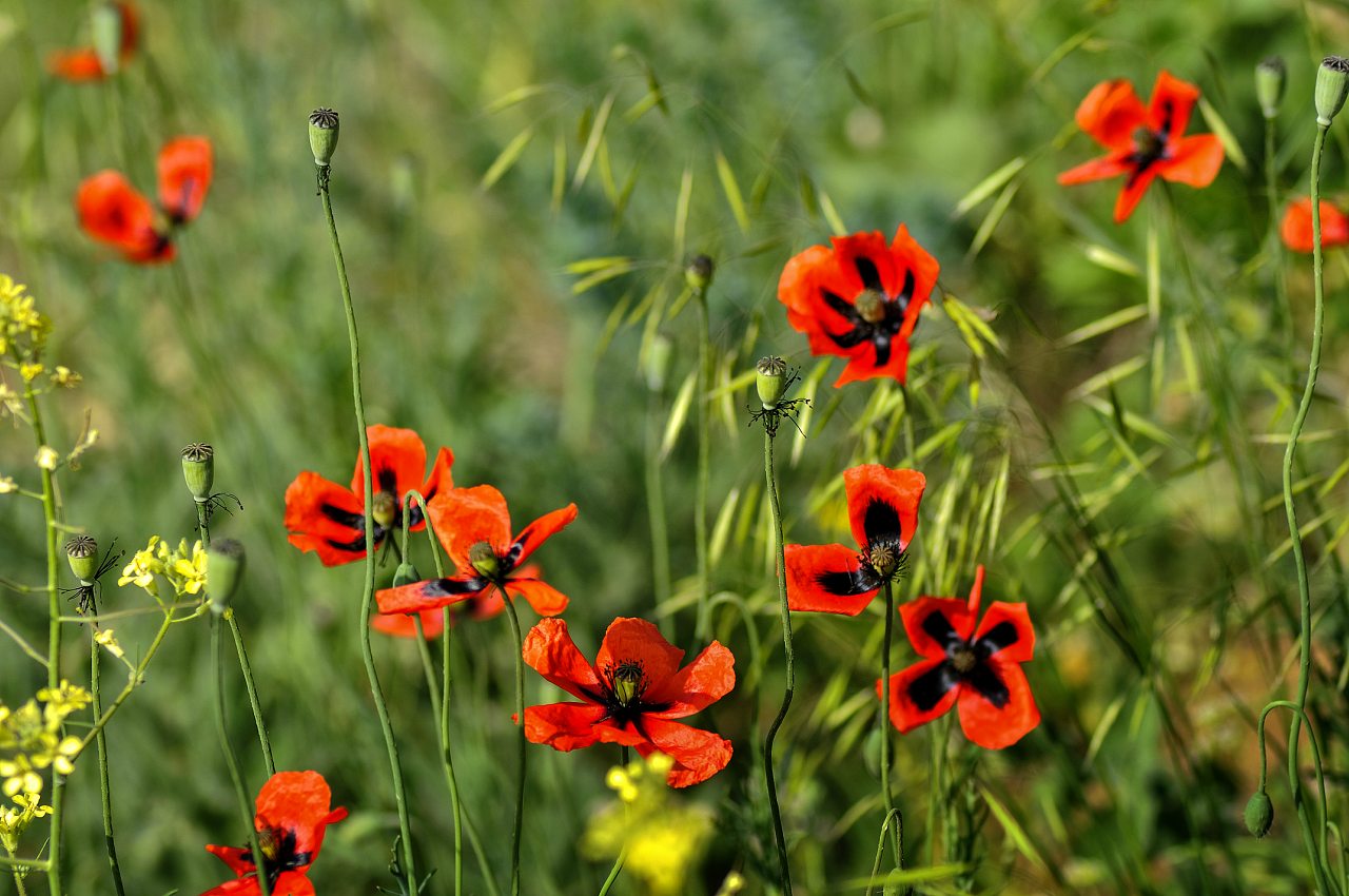 Миколаївка - Миколаївка