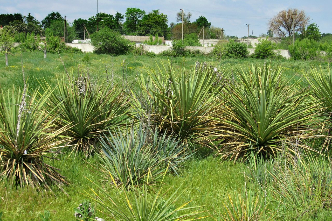 Плодове - Плодове