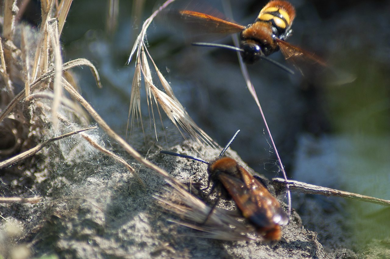 Корсунка - Корсунка