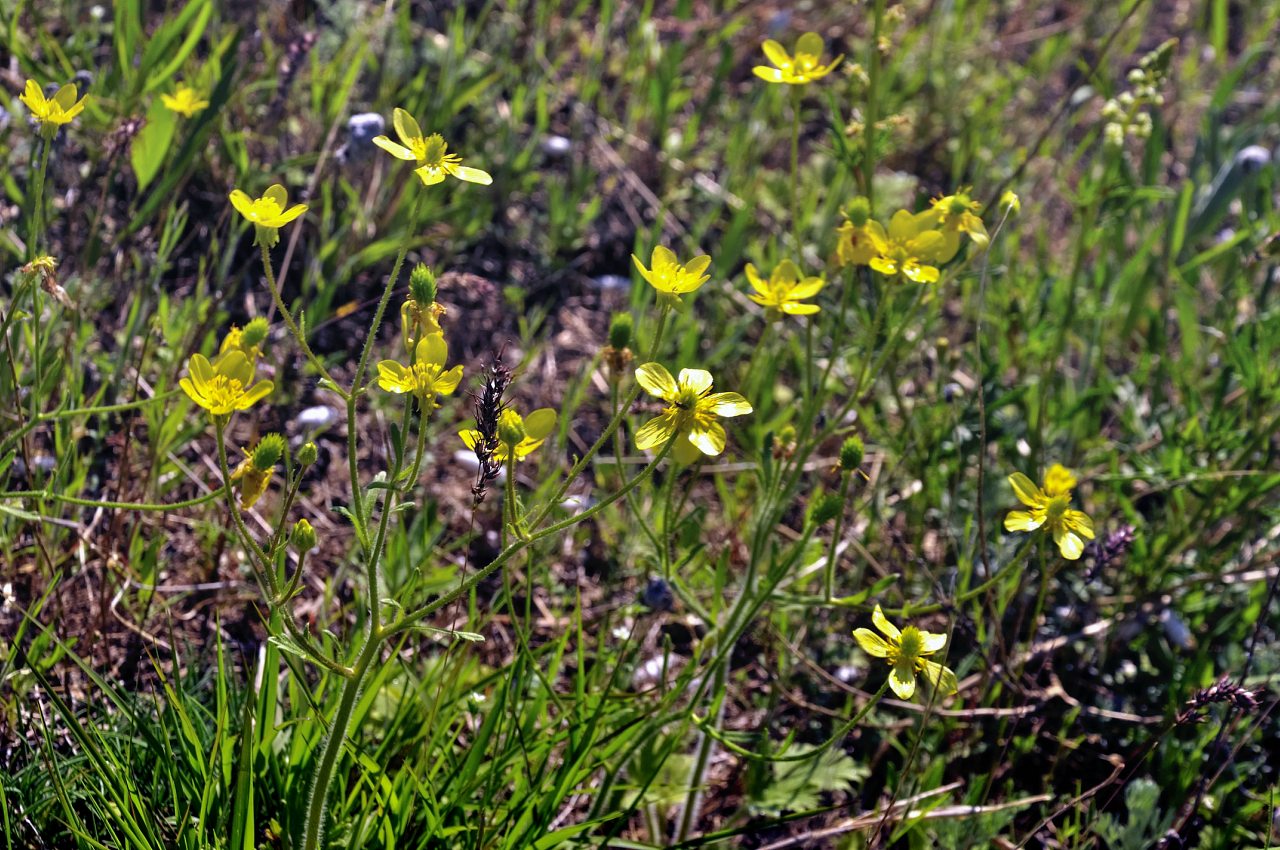 Каїри - Каїри