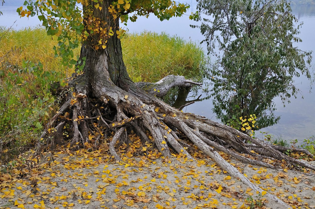 Козацьке - Казацкое