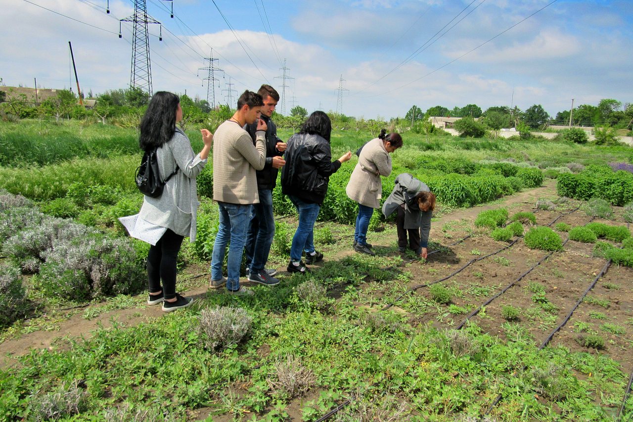 Плодове - Плодове