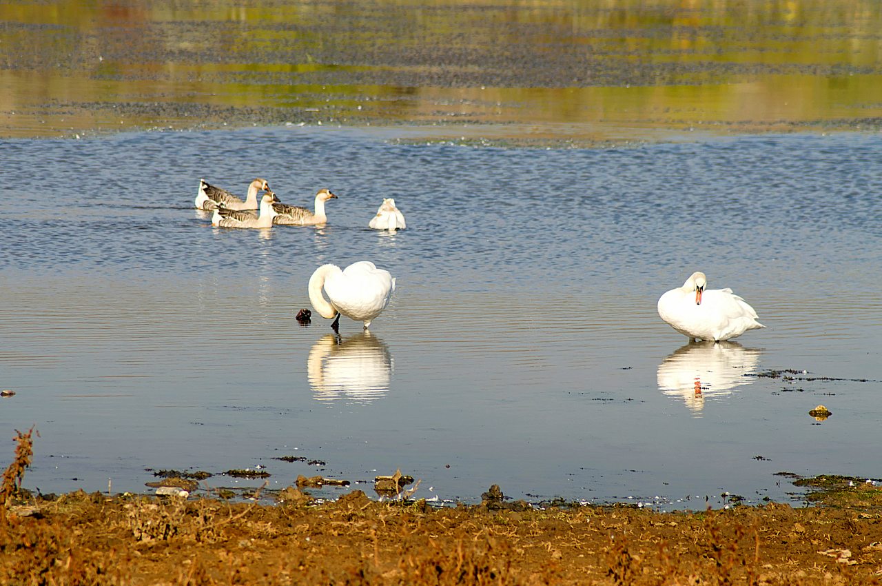 Бургунка - Бургунка