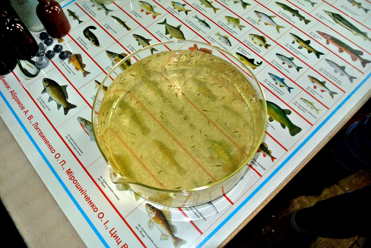 Обривка - Обривка