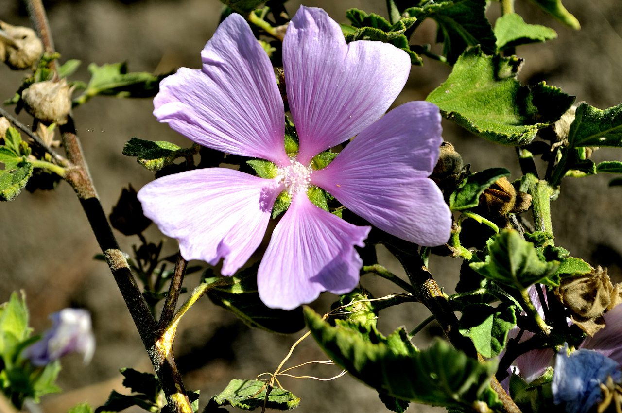 Нова Каховка - Новая Каховка