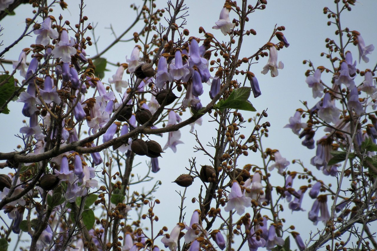 Плодове - Плодове