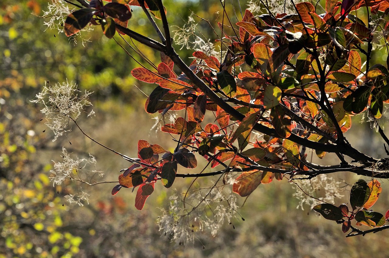 Республіканець - Республіканець
