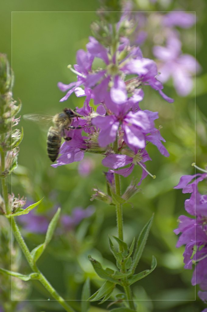 Корсунка - Корсунка