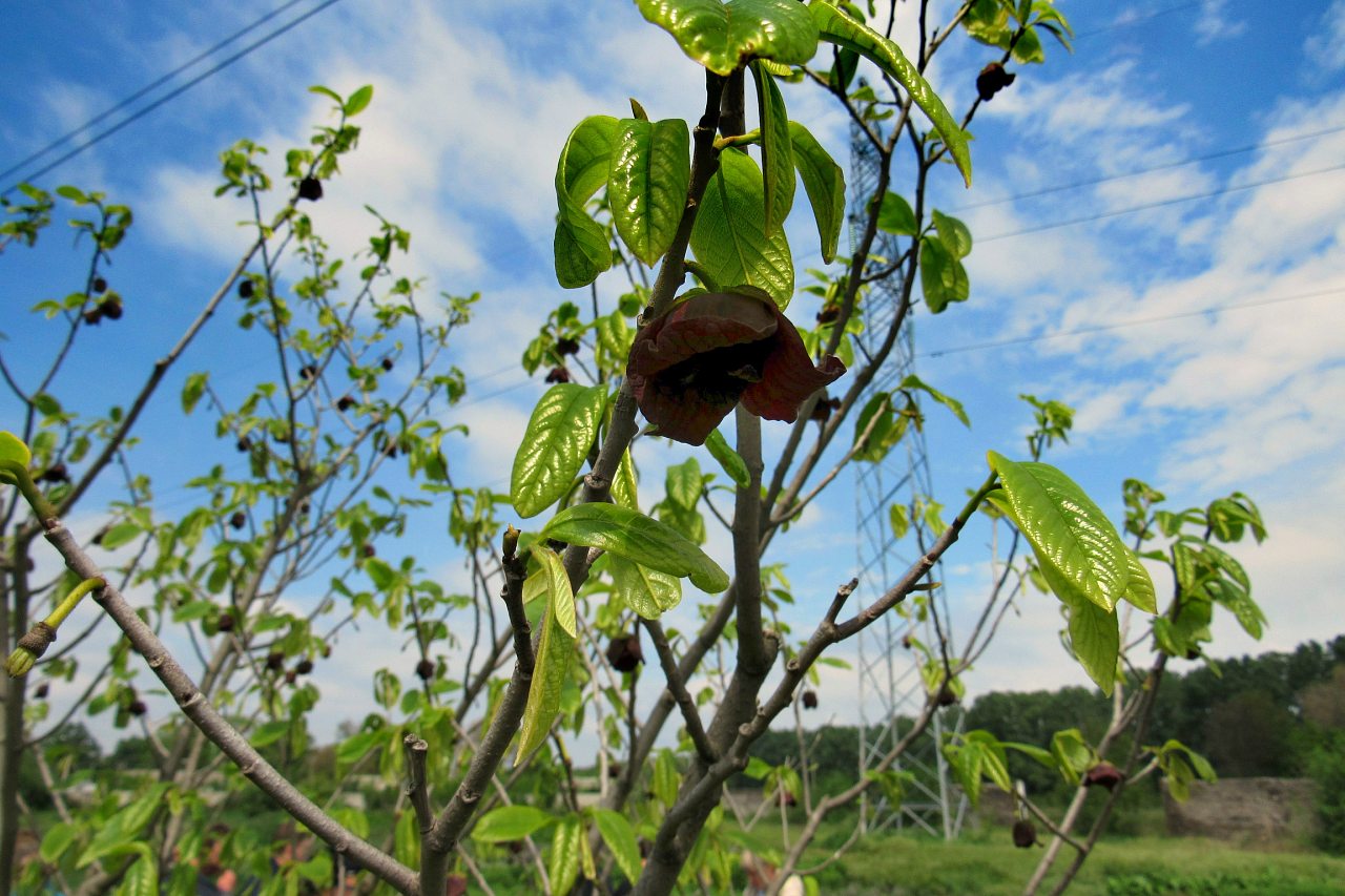 Плодове - Плодове