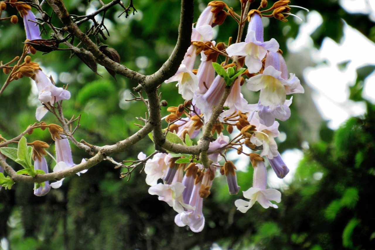 Плодове - Плодове