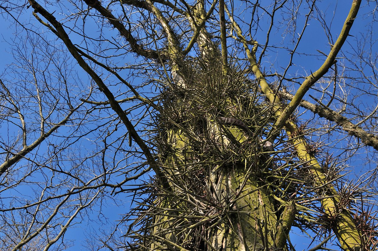 Бургунка - Бургунка