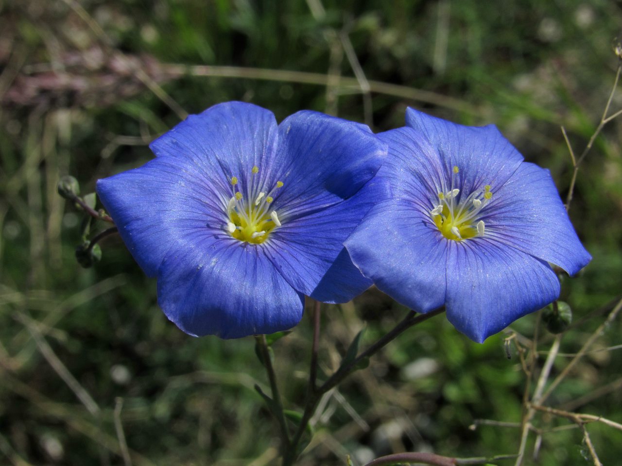 Каїри - Каїри