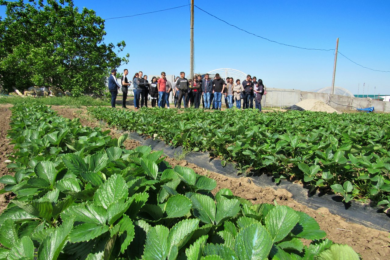 Веселе - Vesele