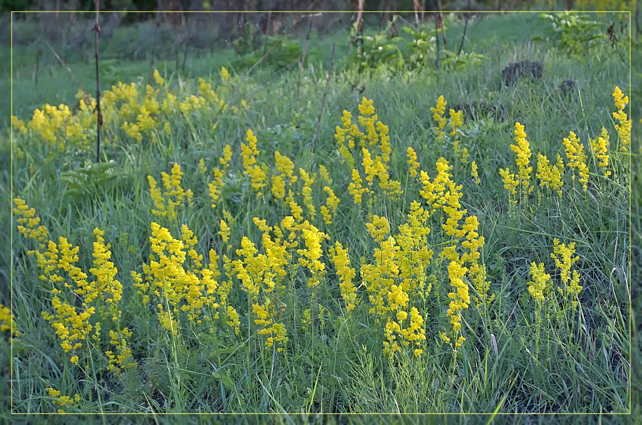 Нова Каховка - Нова Каховка