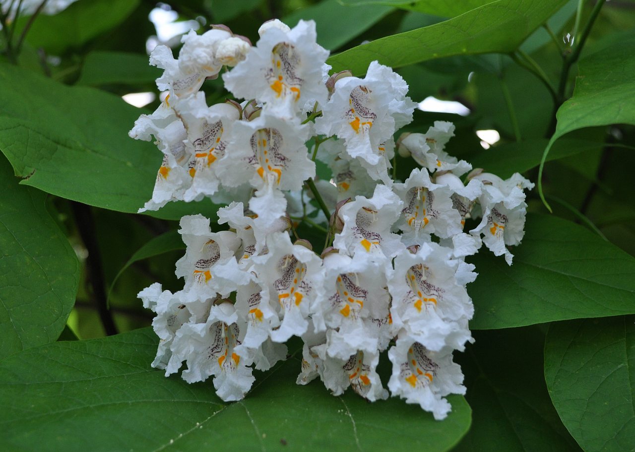 Нова Каховка - Новая Каховка