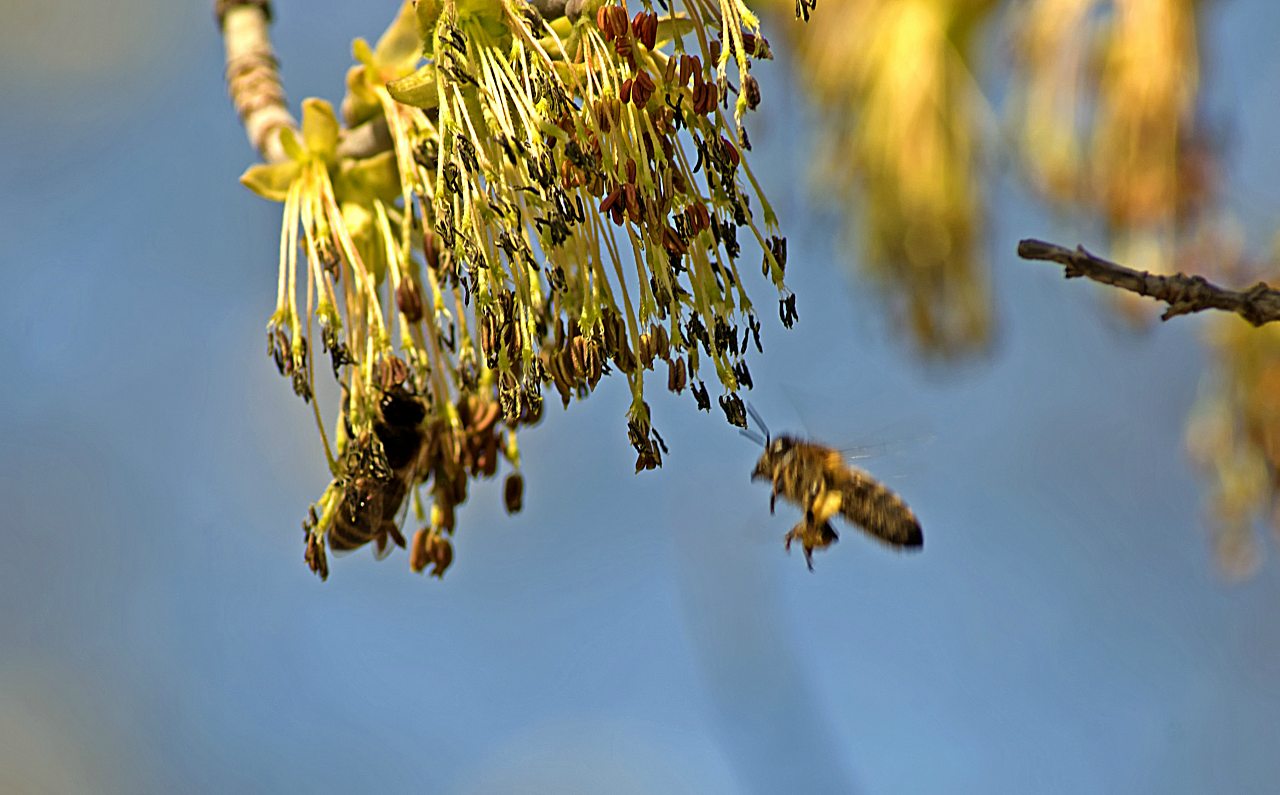 Корсунка - Корсунка