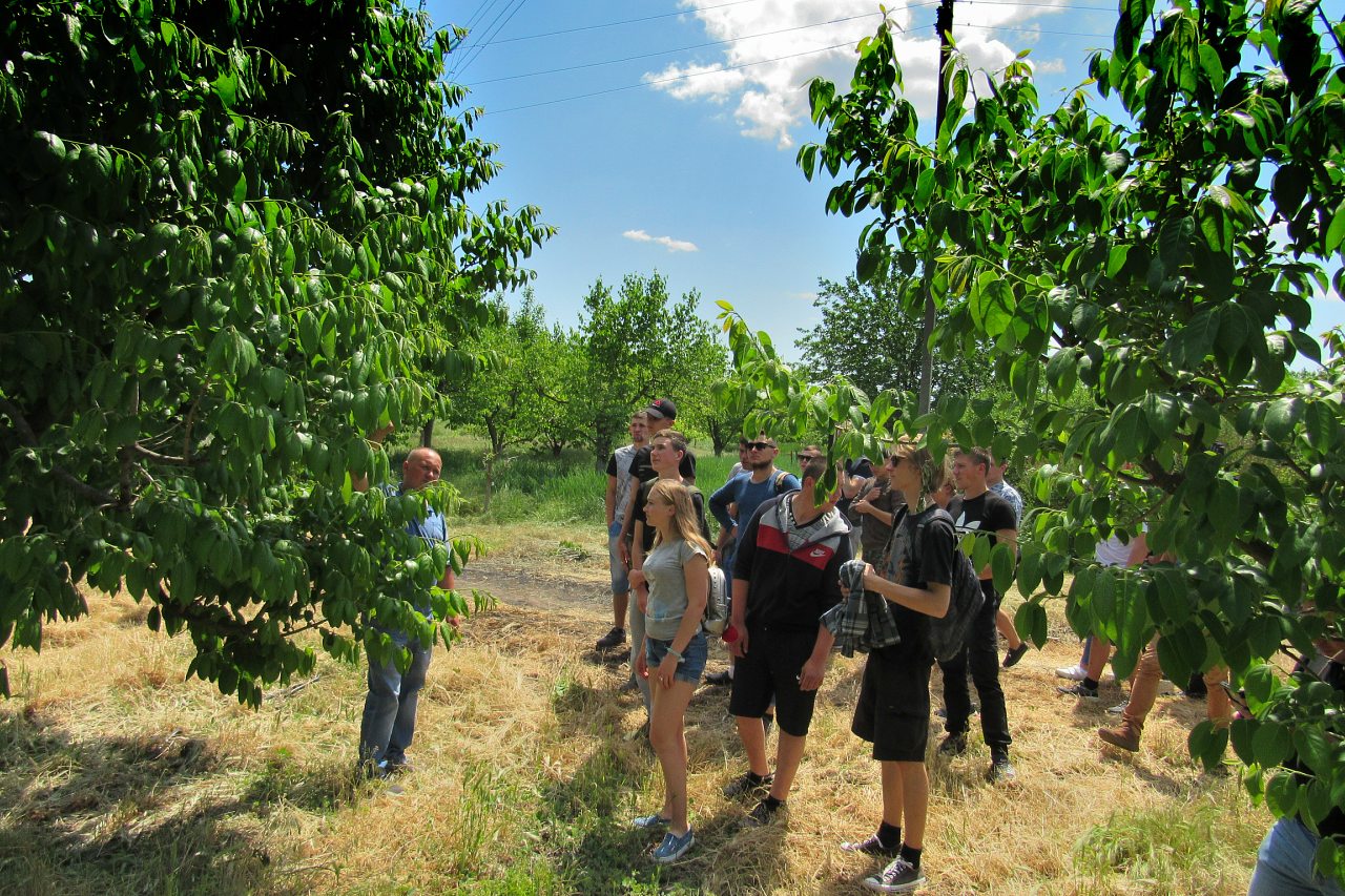 Плодове - Плодове