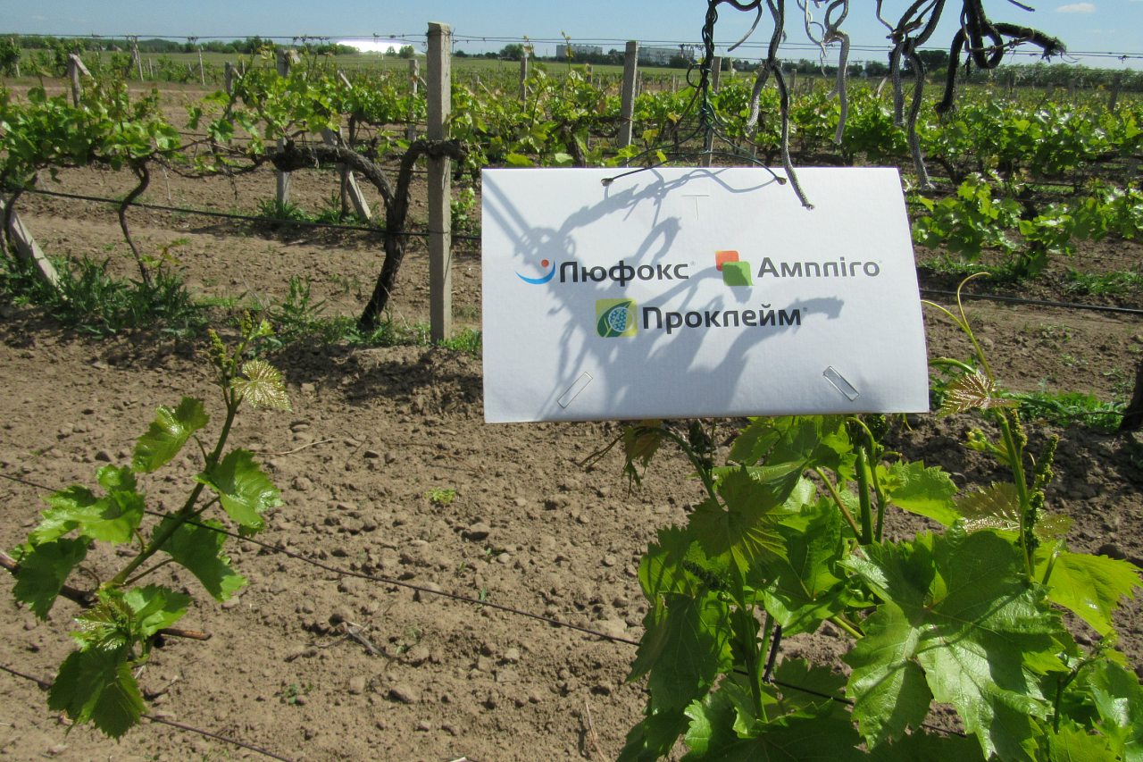 Дніпряни - Дніпряни