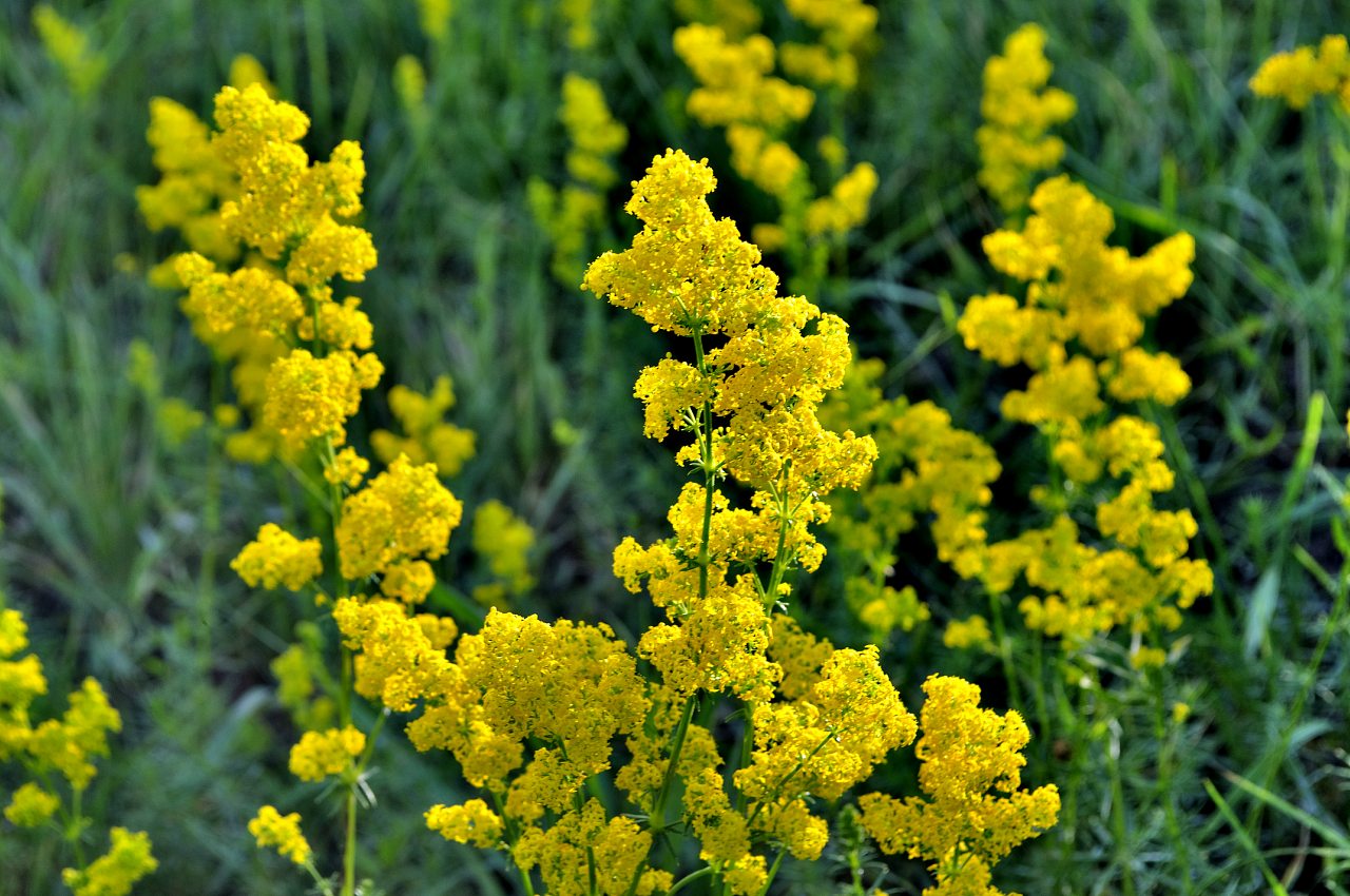 Нова Каховка - Нова Каховка