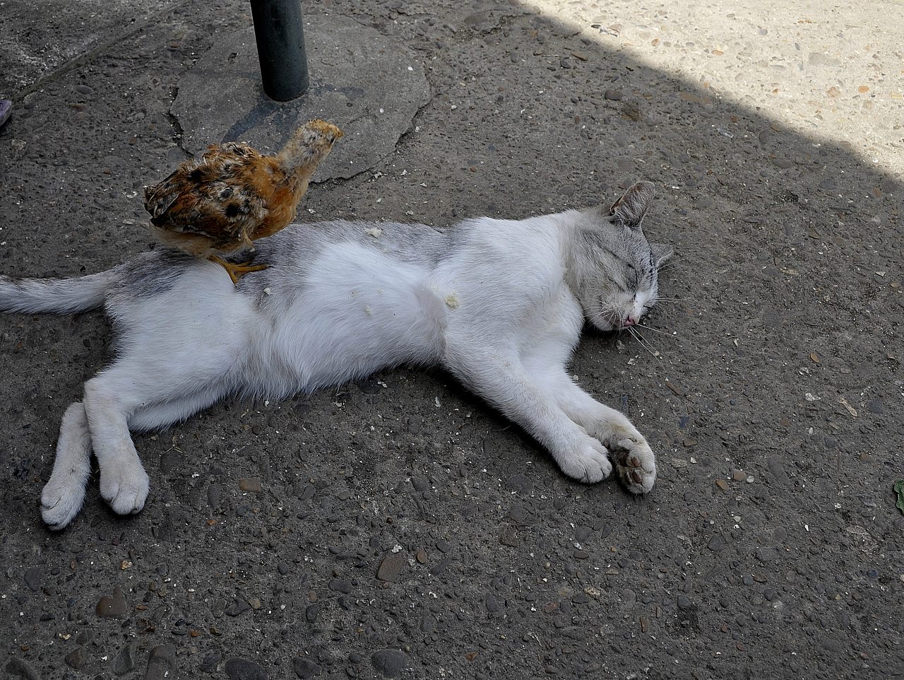 Корсунка - Корсунка