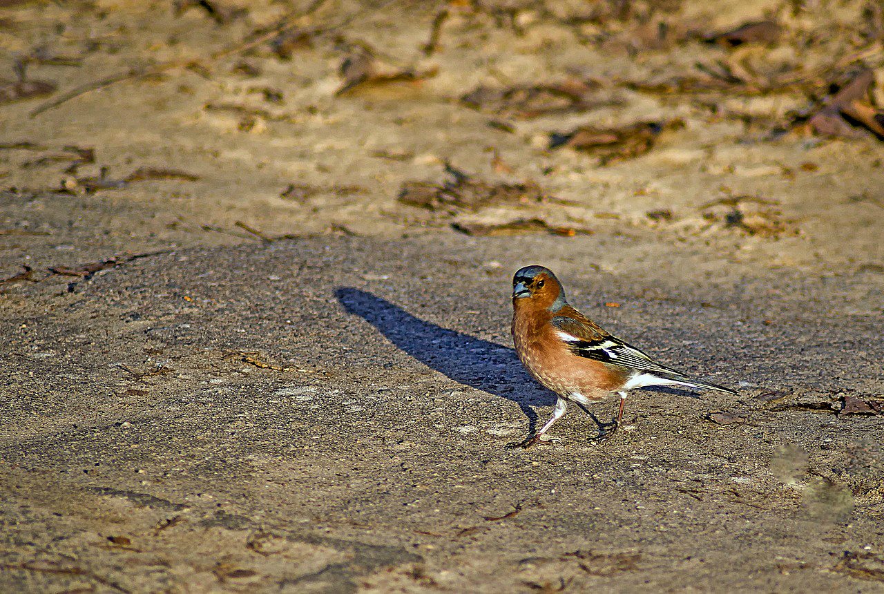 Нова Каховка - Новая Каховка