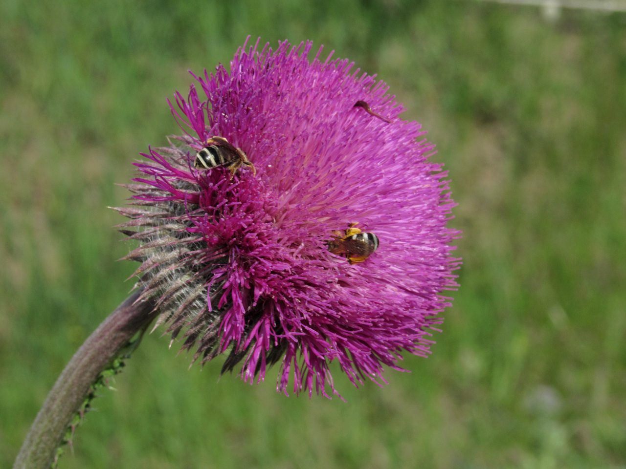 Каїри - Каїри