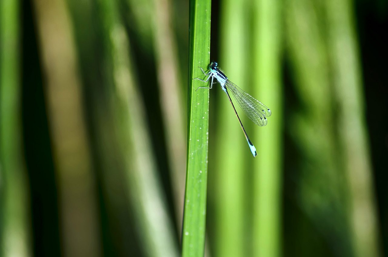 Корсунка - Корсунка