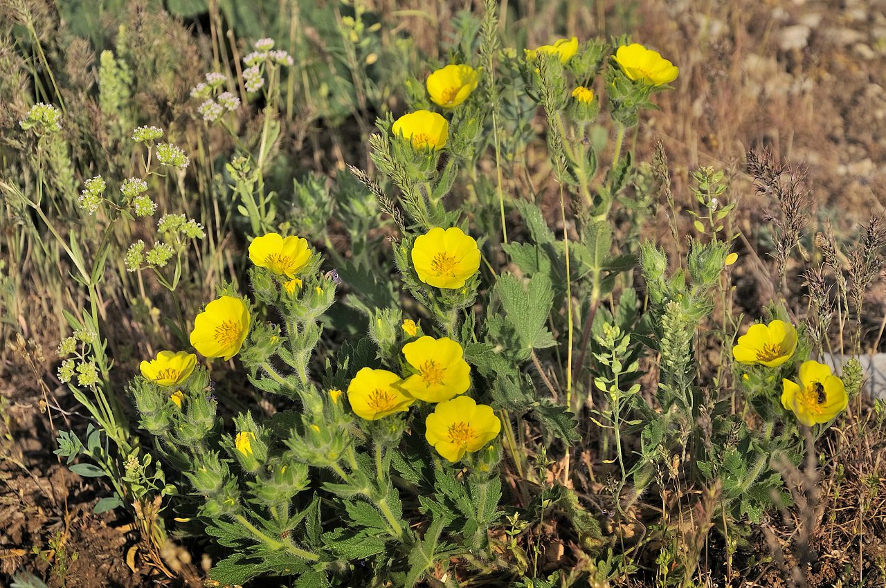 Нова Каховка - Новая Каховка