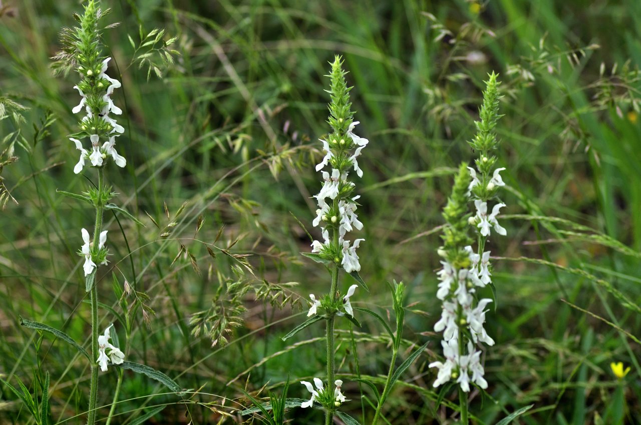 Нова Каховка - Новая Каховка