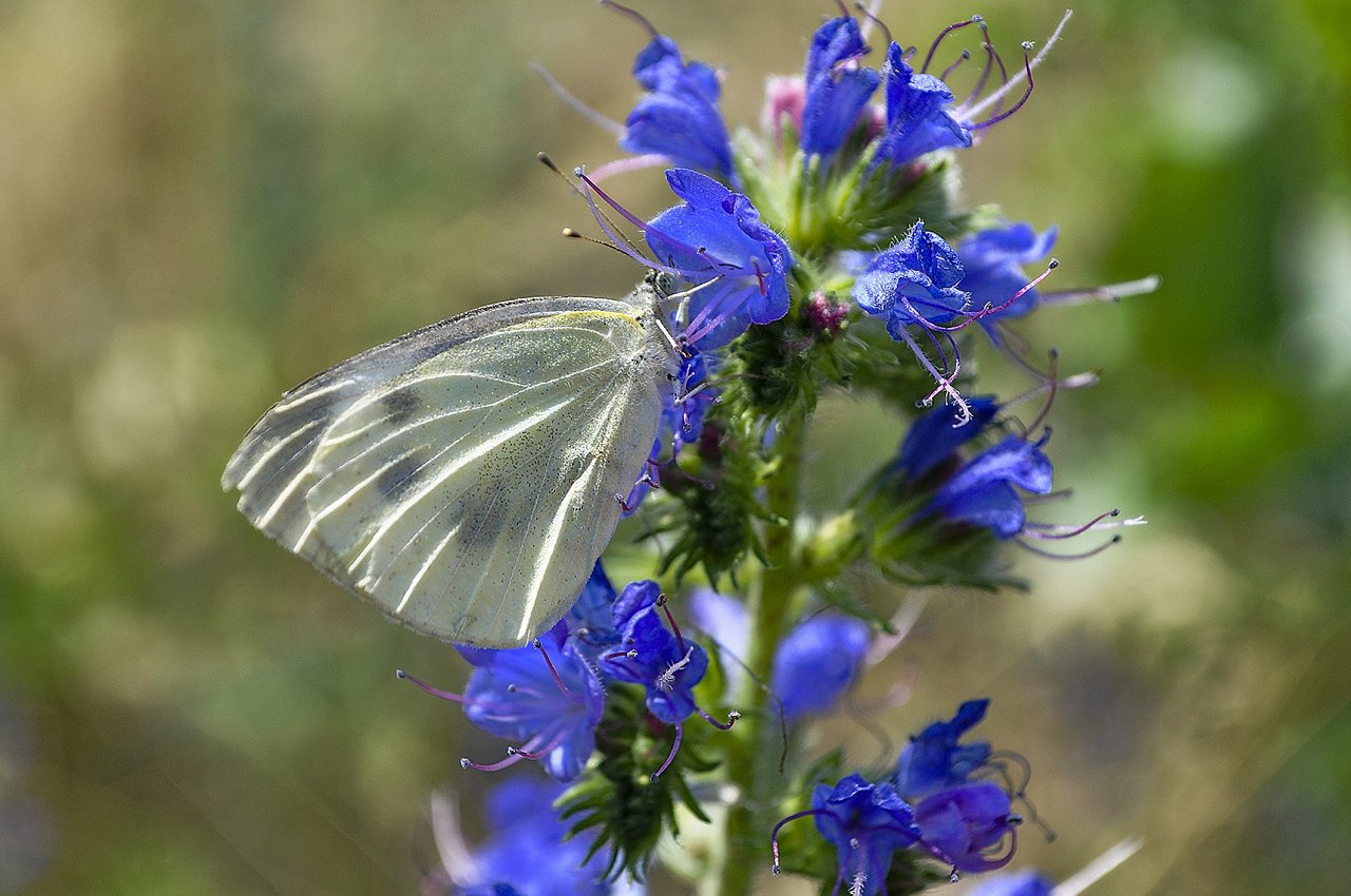 Корсунка - Корсунка